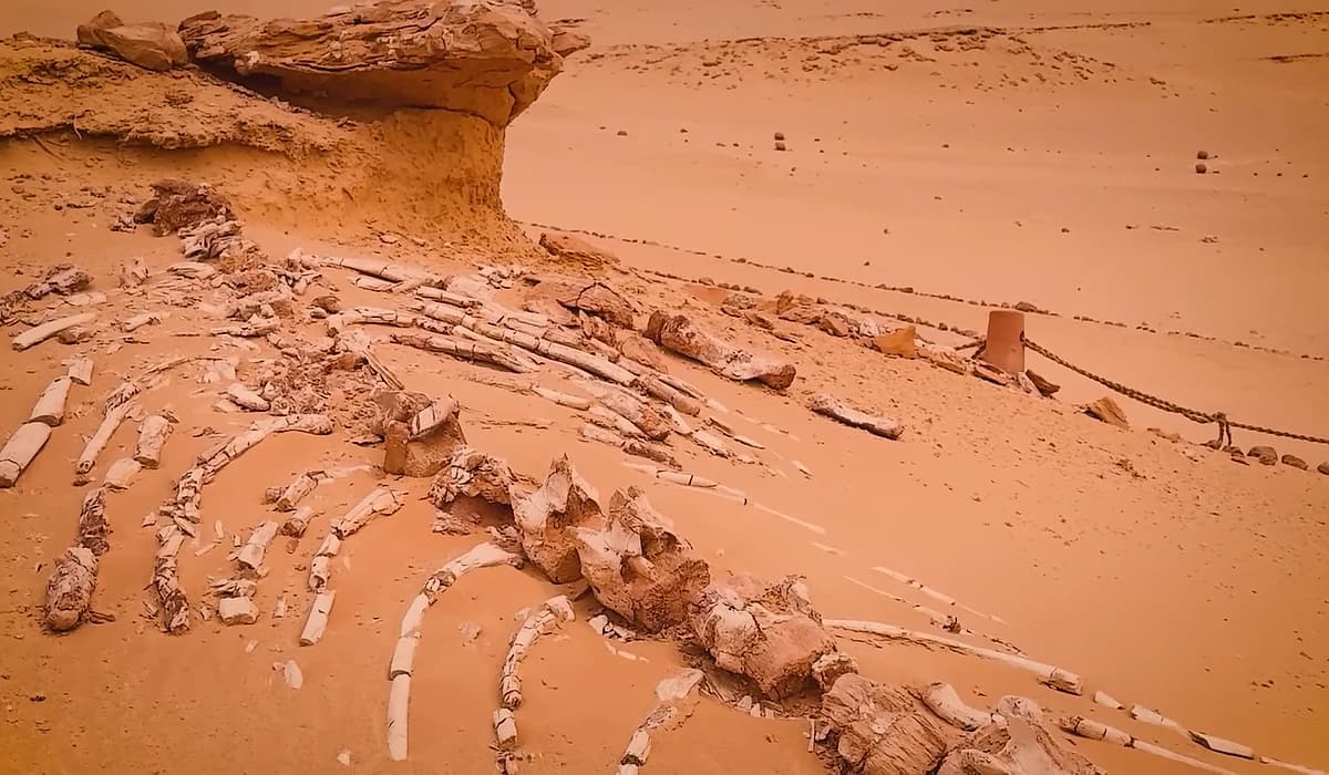 5-Day Cairo & Desert Adventure Tour